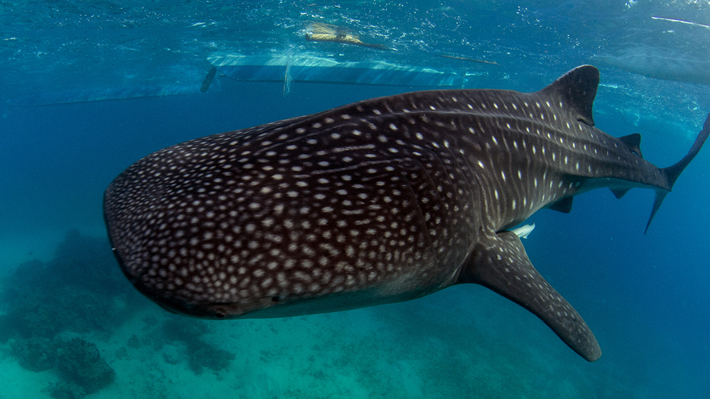 Best dives philippines whale shark heather sutton 10-best-dives-philippines-whale-shark-Heather-Sutton