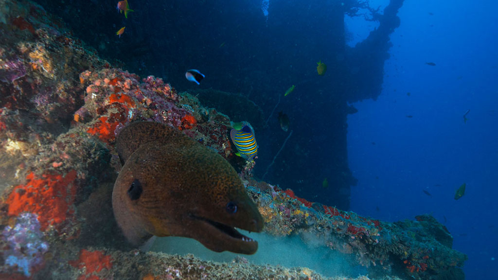 Coolidge Ness moray eel credit Jayne Jenkins_JJ38385