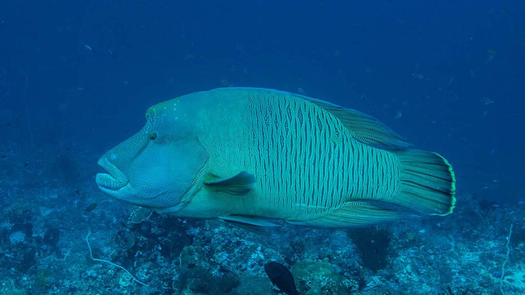 Dive Komodo Indonesia maori wrasse credit Heather Sutton 4201