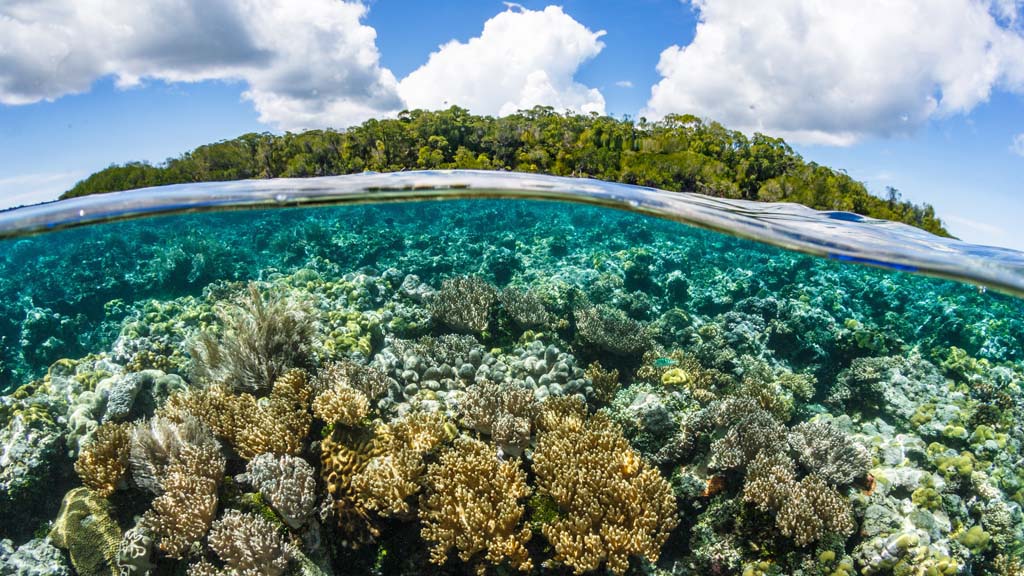 Dive Papua New Guinea Lissenung Island by Grant Thomas coral over under_0066