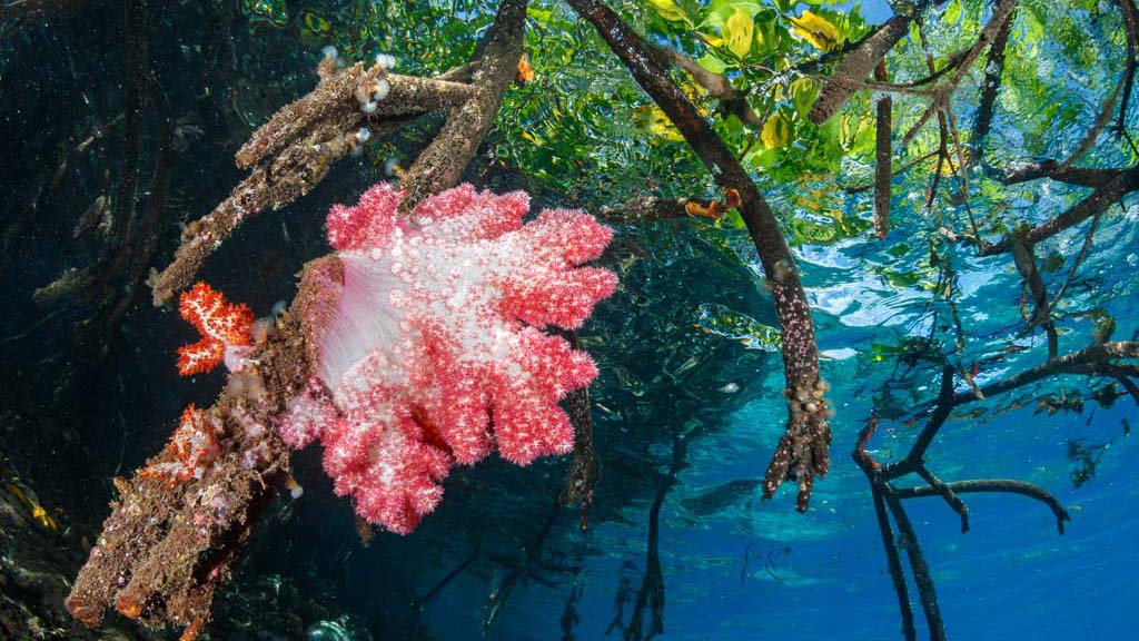 Dive Papua New Guinea Lissenung Island by Grant Thomas soft coral and mangrove_9667