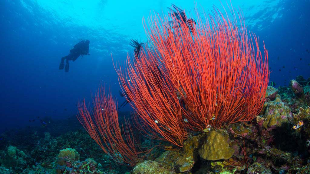 Dive Papua New Guinea Lissenung Island by Grant Thomas whip coral_2890