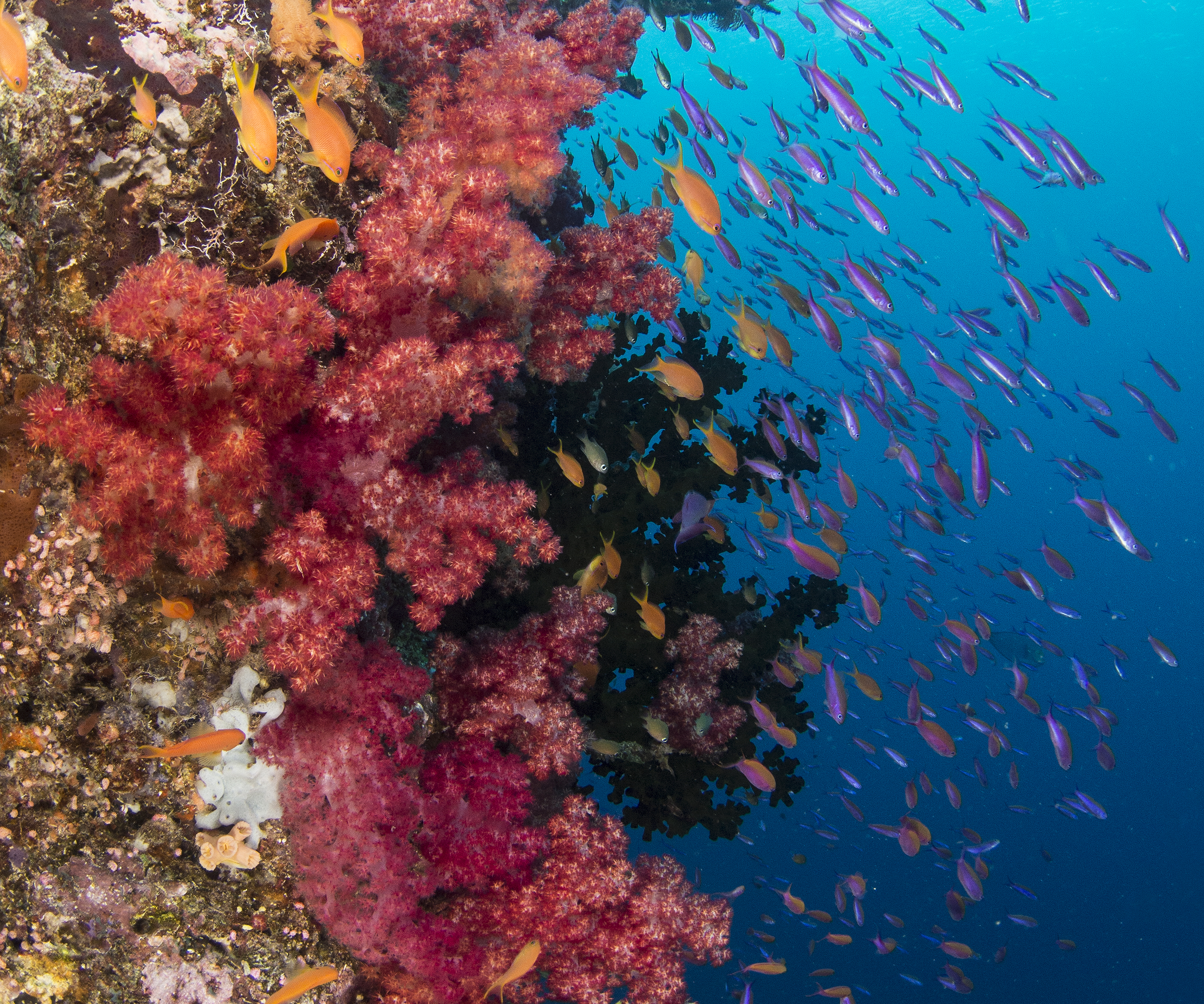 Taveuni mrec