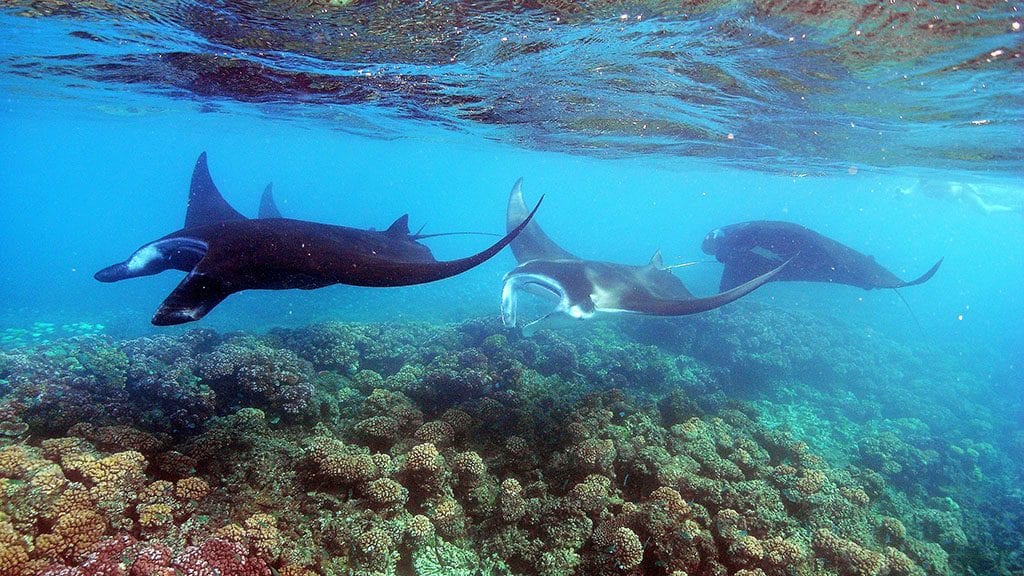 Special offer: the awakening shark dive