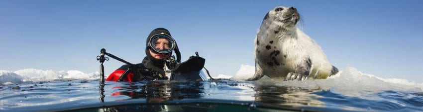 Underwater tour david doubilet on assignment with harp seal pups credit jennifer hayes banner