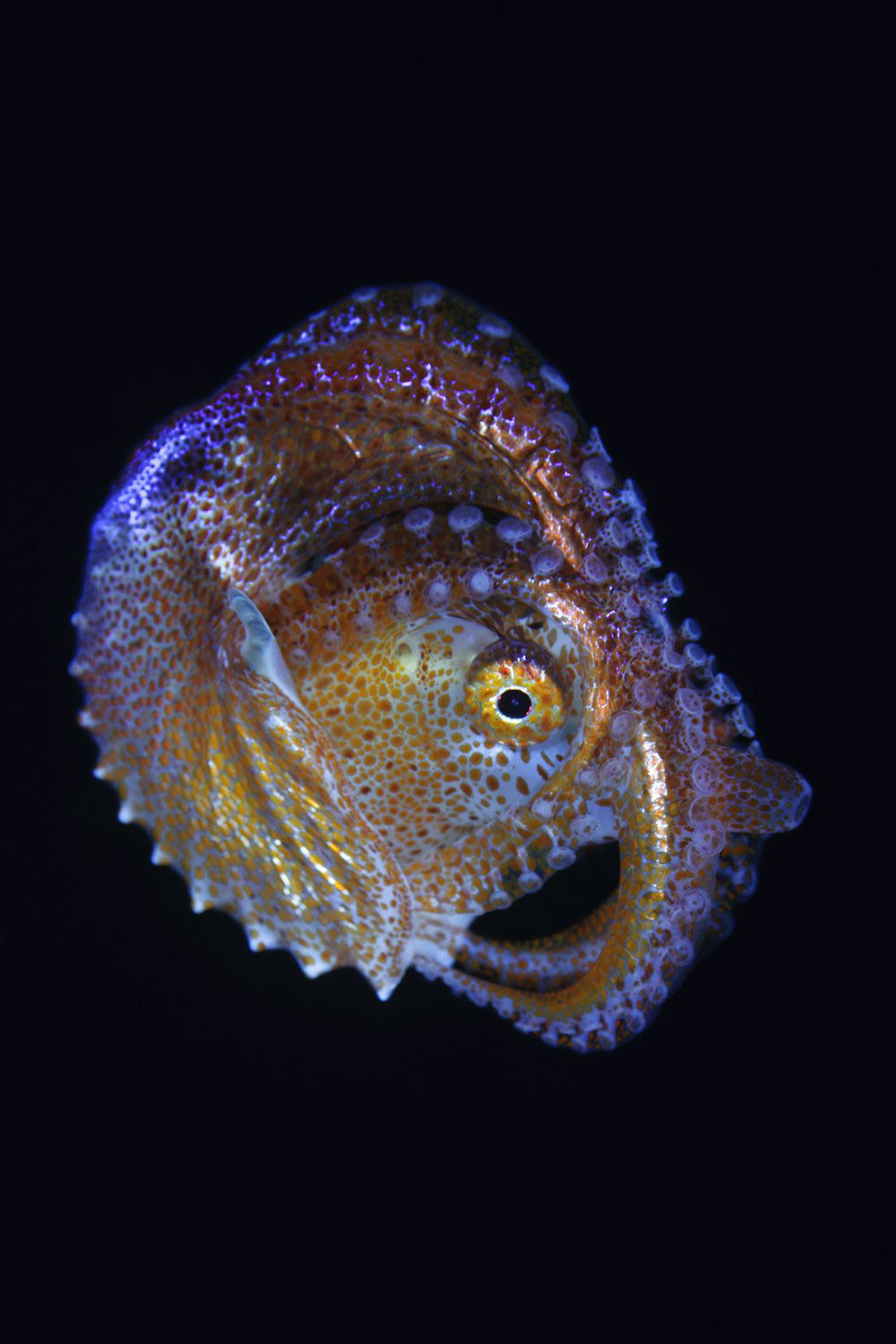 2019 Underwater Tour: meet a stellar international line-up of underwater photographers including David Doubilet, Jennifer Hayes and William Tan.