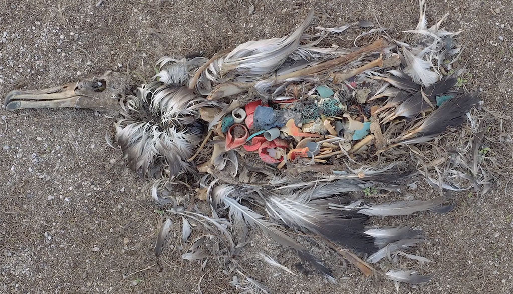 Dead albatross with ingested plastic Midway Island credit Chris Jordan