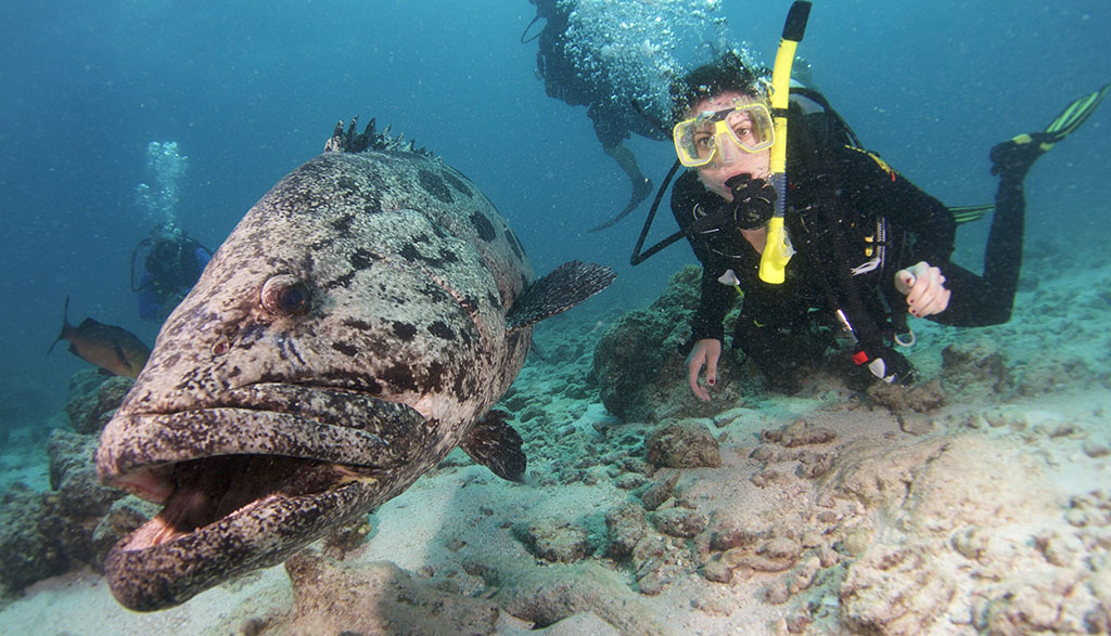 Great-Barrier-Reef-Spirit-of-Freedom-Cod-Hole-Julia-DOrizio-with-cod