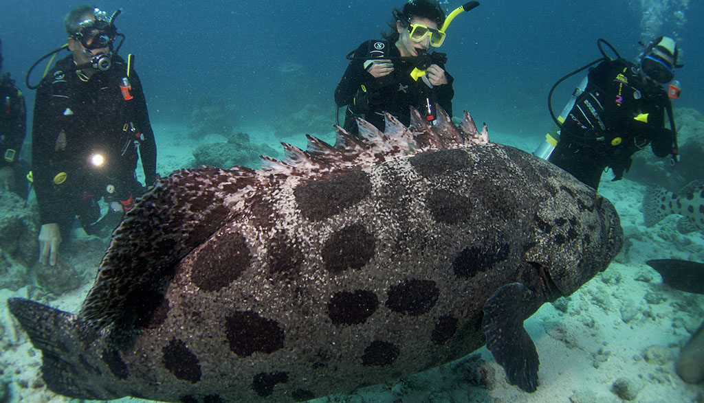 Great-Barrier-Reef-Spirit-of-Freedom-Cod-Hole-cod-with-divers