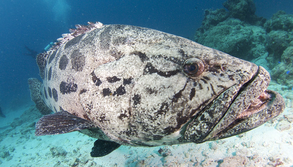 Great-Barrier-Reef-Spirit-of-Freedom-Cod-Hole-potato-cod