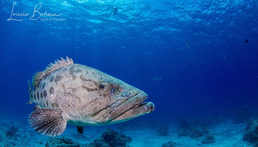 Great barrier reef spirit of freedom cod hole potato cod lorenzo ballarin