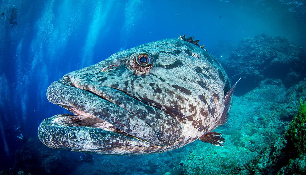 Diving Cod Hole, one of the most popular dive sites on the Great Barrier Reef. Julia D\'Orazio shares her recent experience on board Spirit of Freedom.