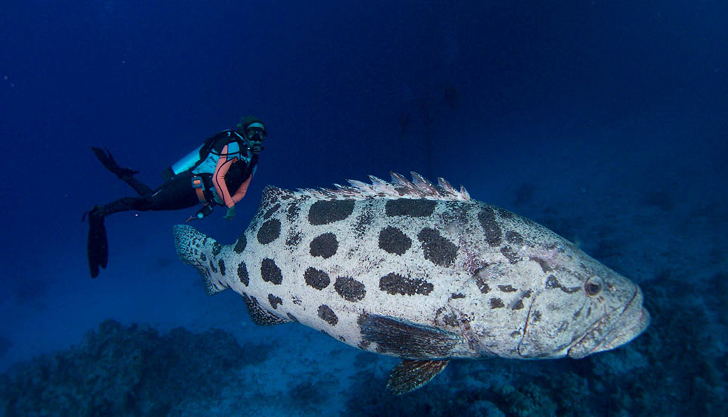 Great Barrier Reef Spirit of Freedom Cod Hole potato cod