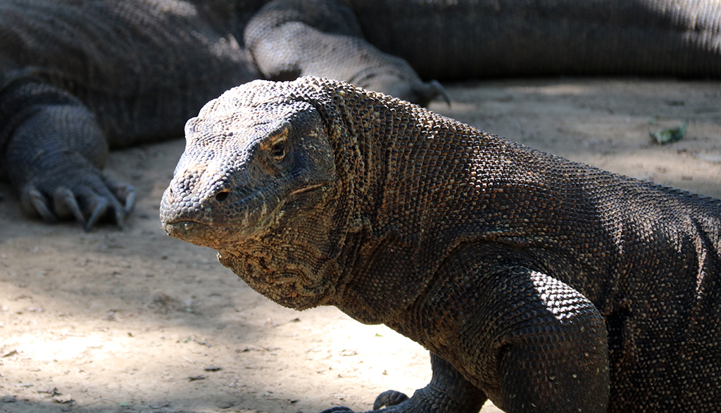 Komodo Island dragon_8908