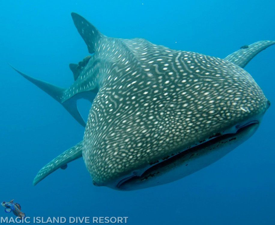 Magic islands resort whale shark margareth weijte