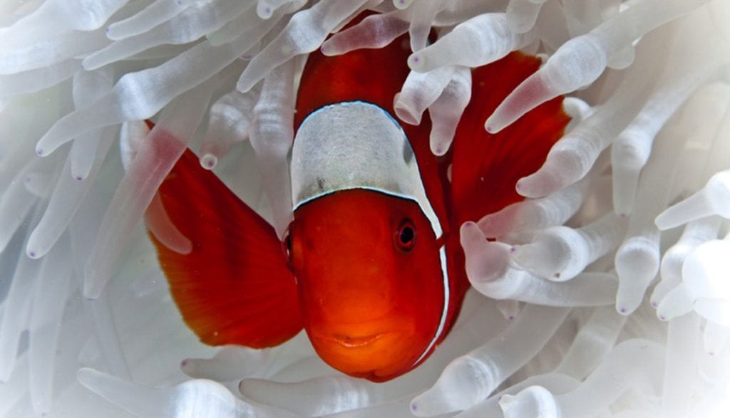 Papua Explorers Resort Raja Ampat anemone fish