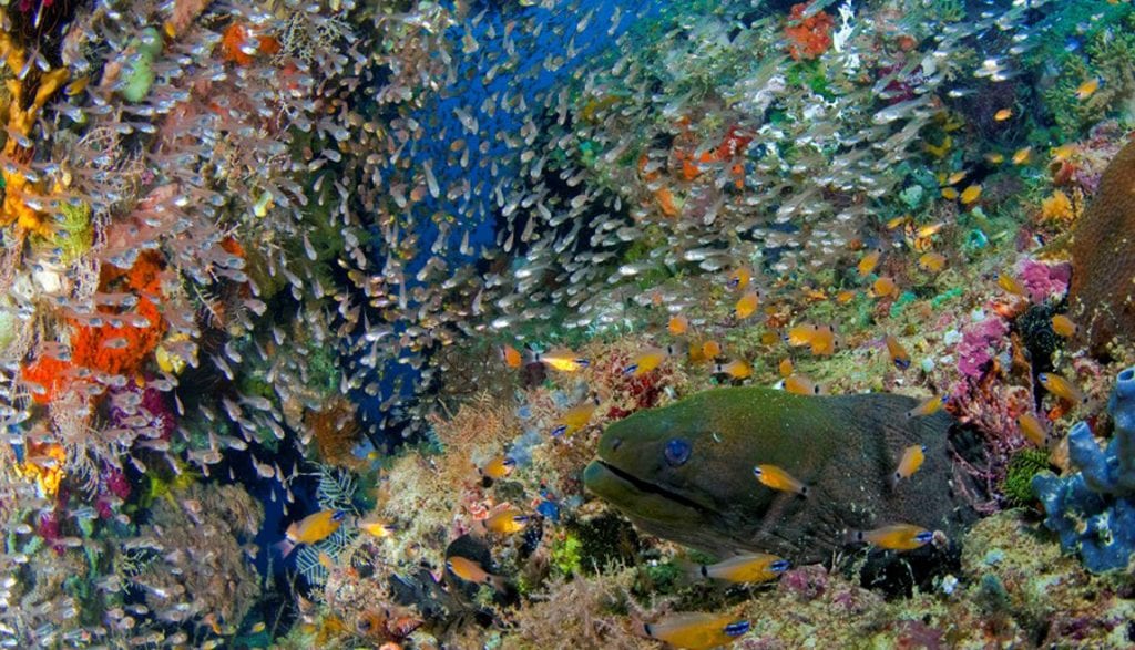 Papua Explorers Resort Raja Ampat moray