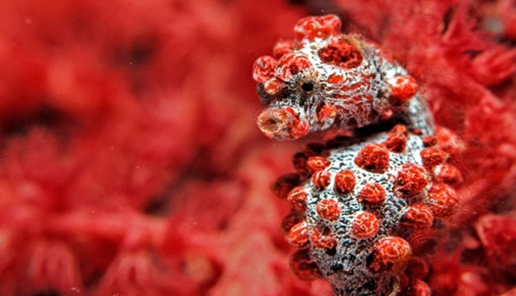 Papua Explorers Resort Raja Ampat pygmy seahorse