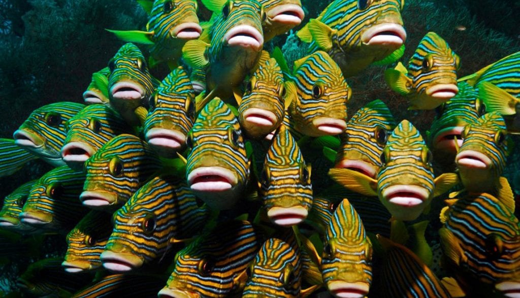Papua Explorers Resort Raja Ampat sweetlips