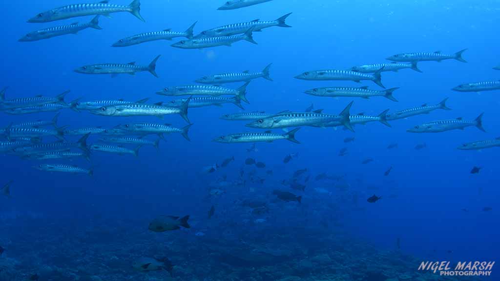 Solomon Islands dive munda-barracuda