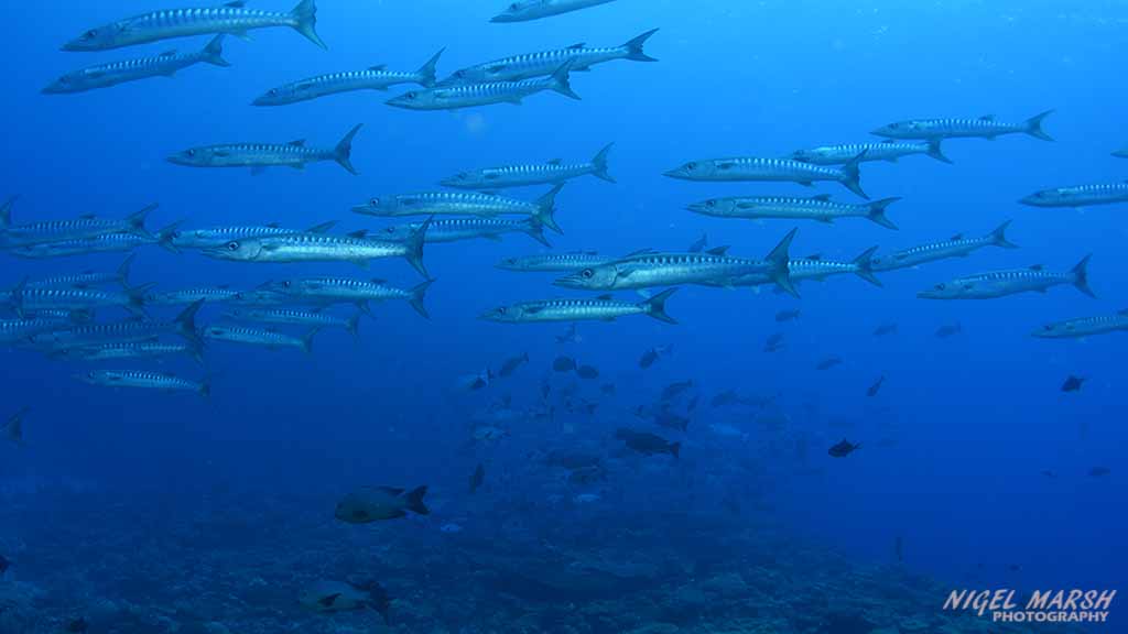 Solomon Islands dive munda-barracuda