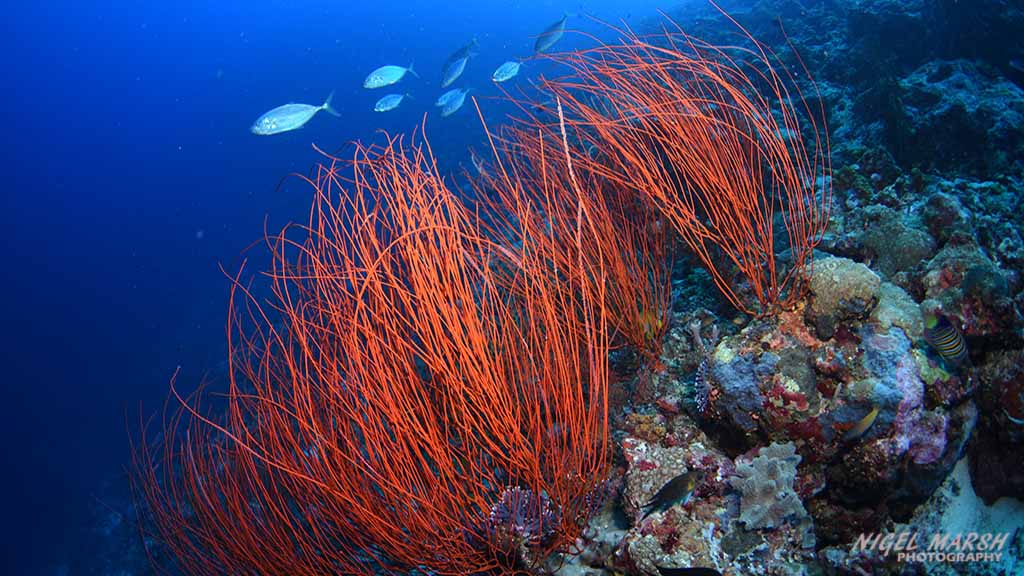 Munda whip coral