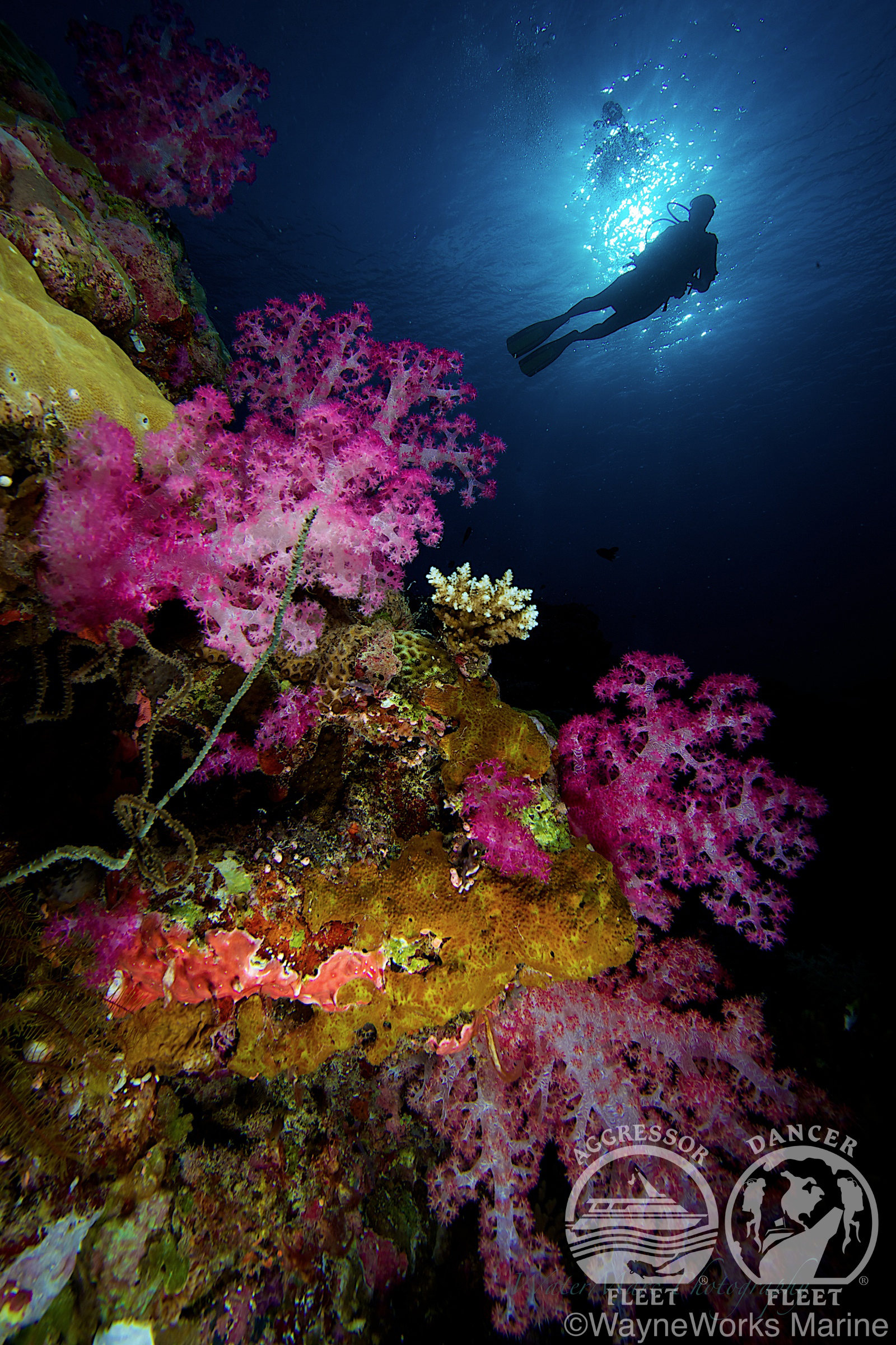 Dive Palau Special Offers. Book a new trip before May 31, 2019 on the Palau Aggressor II or Rock Islands Aggressor & save 50%