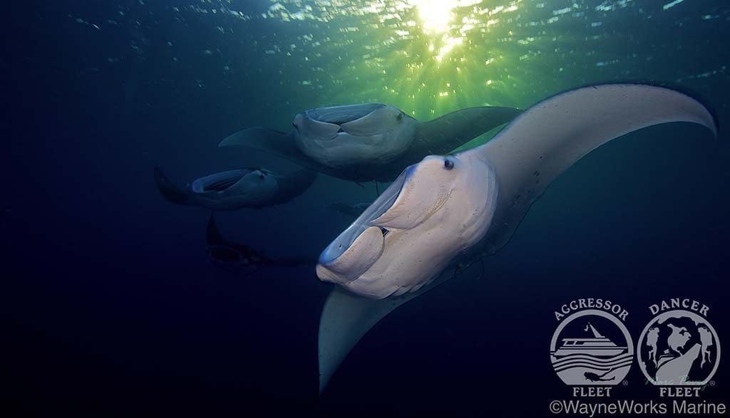 Palauaggressoriiuw