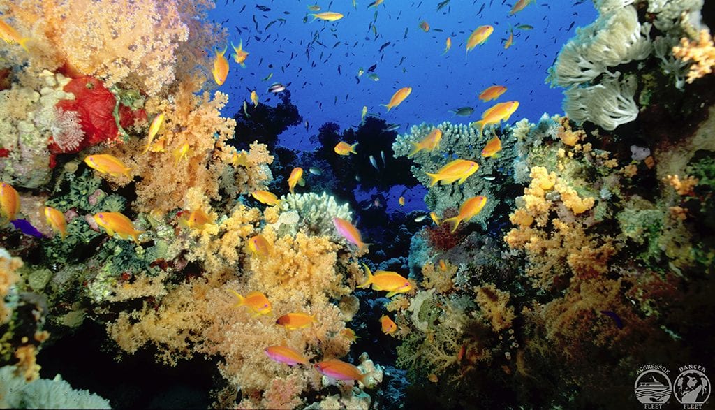 Palauaggressoriiuw