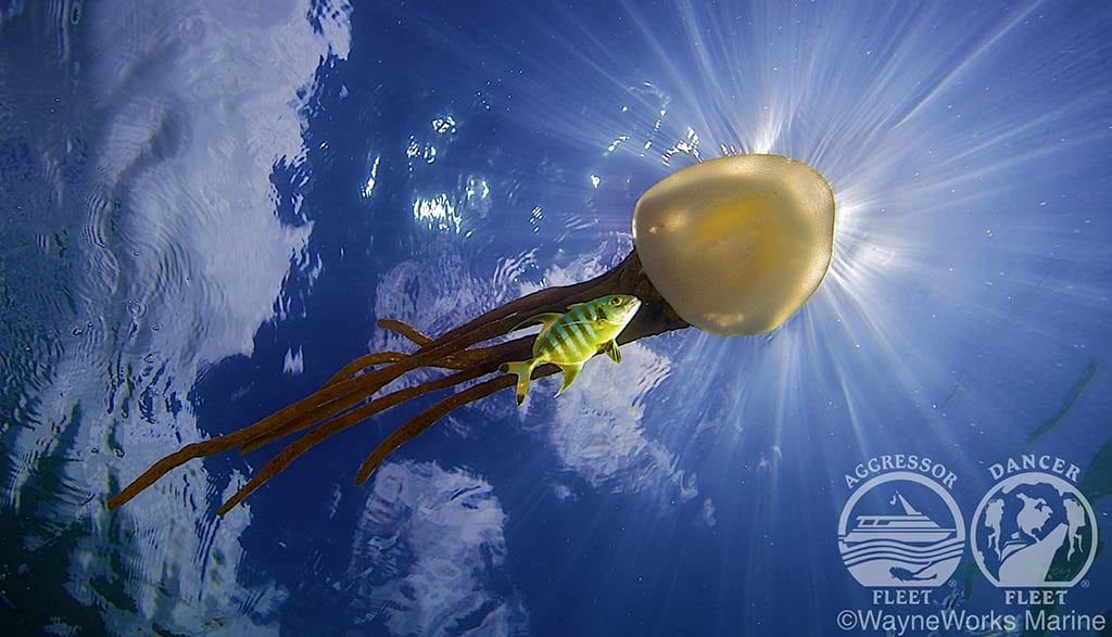 Palauaggressoriiuw