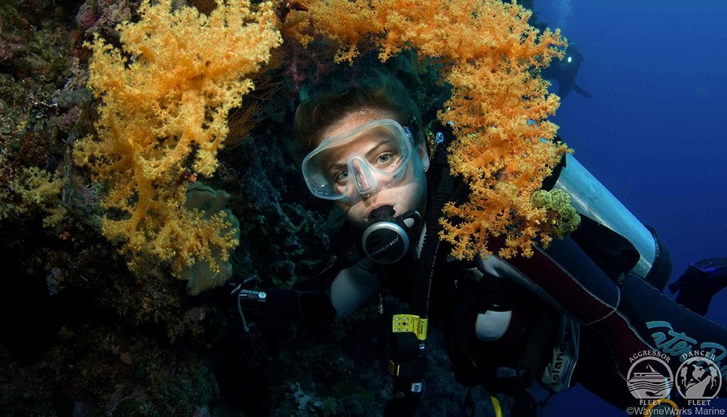 Palau aggressor under water