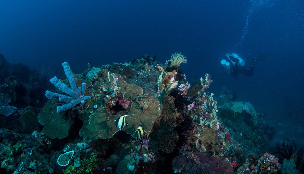Tech diving introduction side mount diver above coral credit Heather Sutton