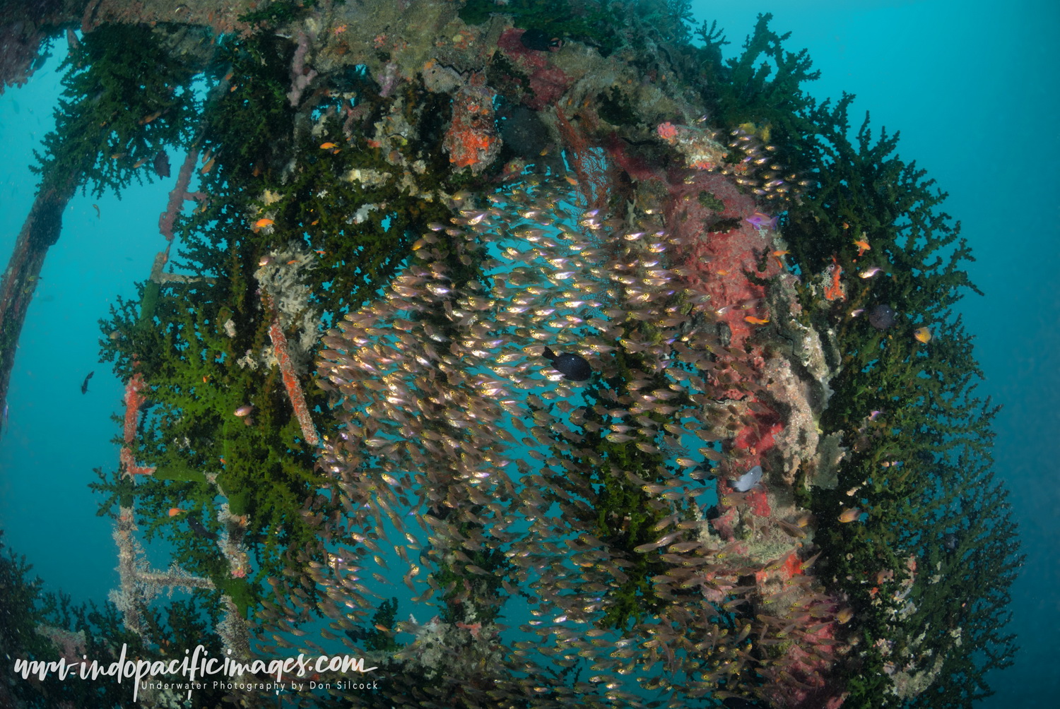 Dive port moresby pro dive png don silcock pai 2 wreck