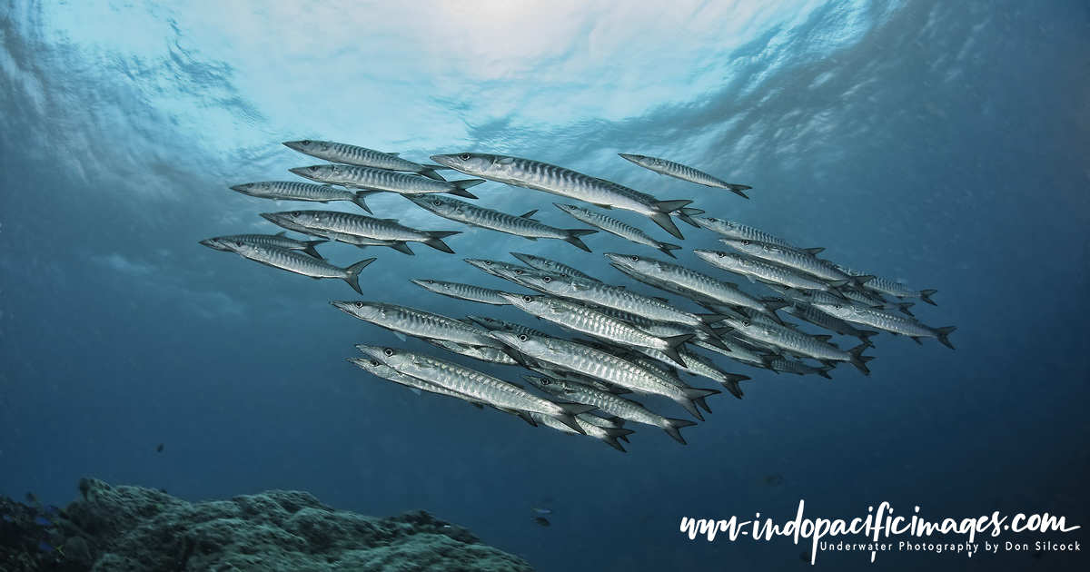 Dive port moresby pro dive png don silcock suzies bommi barracuda