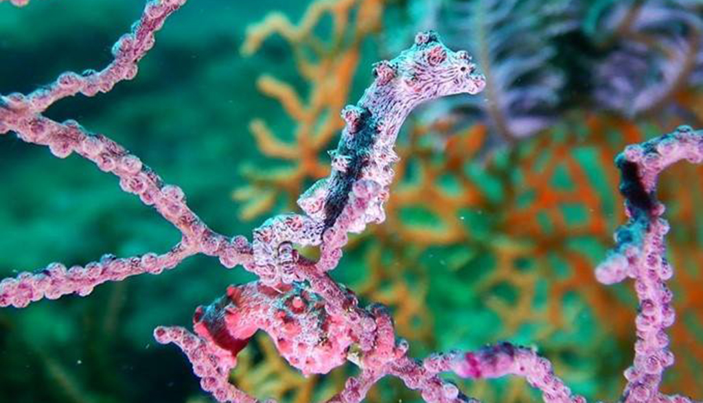 Purple pygmy seahorse pro dive png diving port moresby