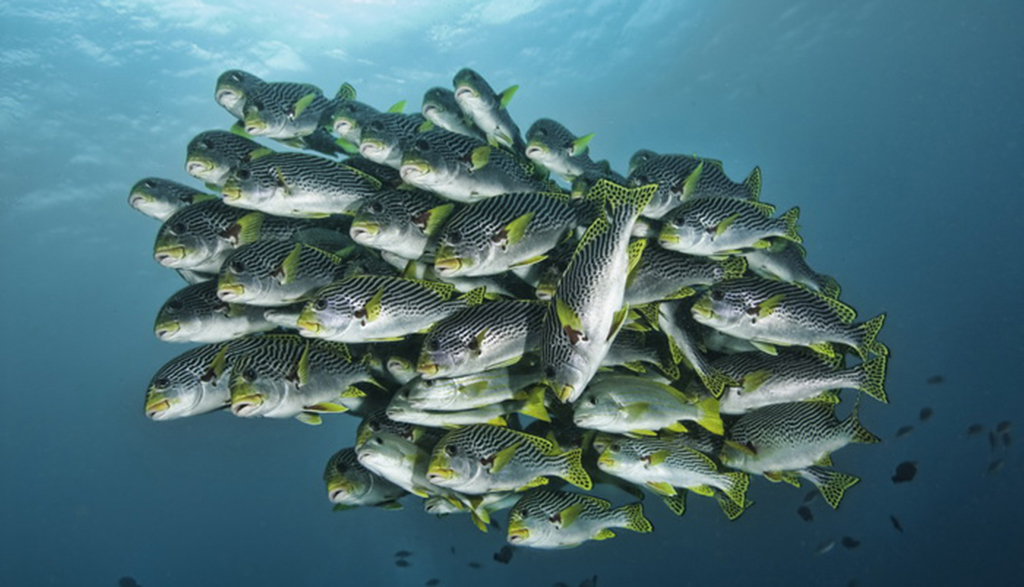 Schooling sweetlips susies bommie don silcock diving port moresby