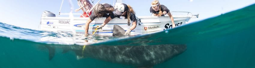 Tagging tiger shark alex kydd banner