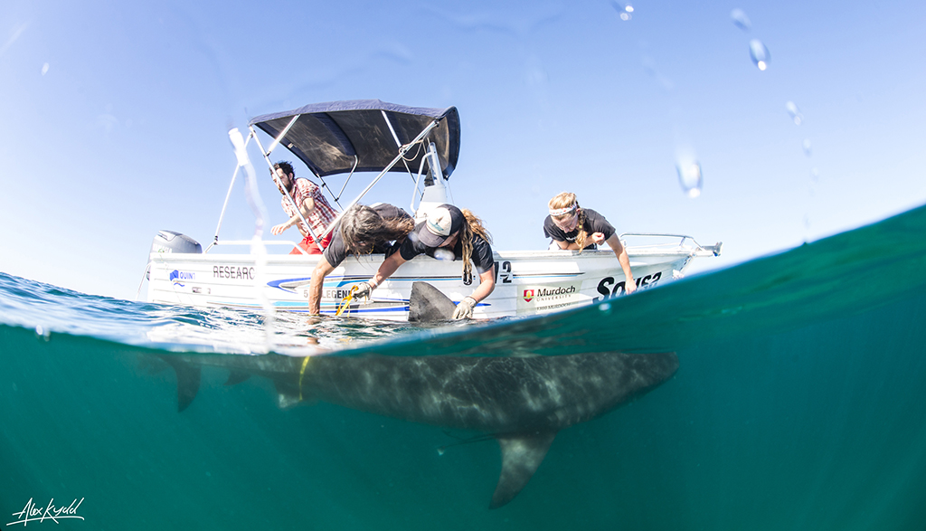 Tagging tiger shark alex kydd web