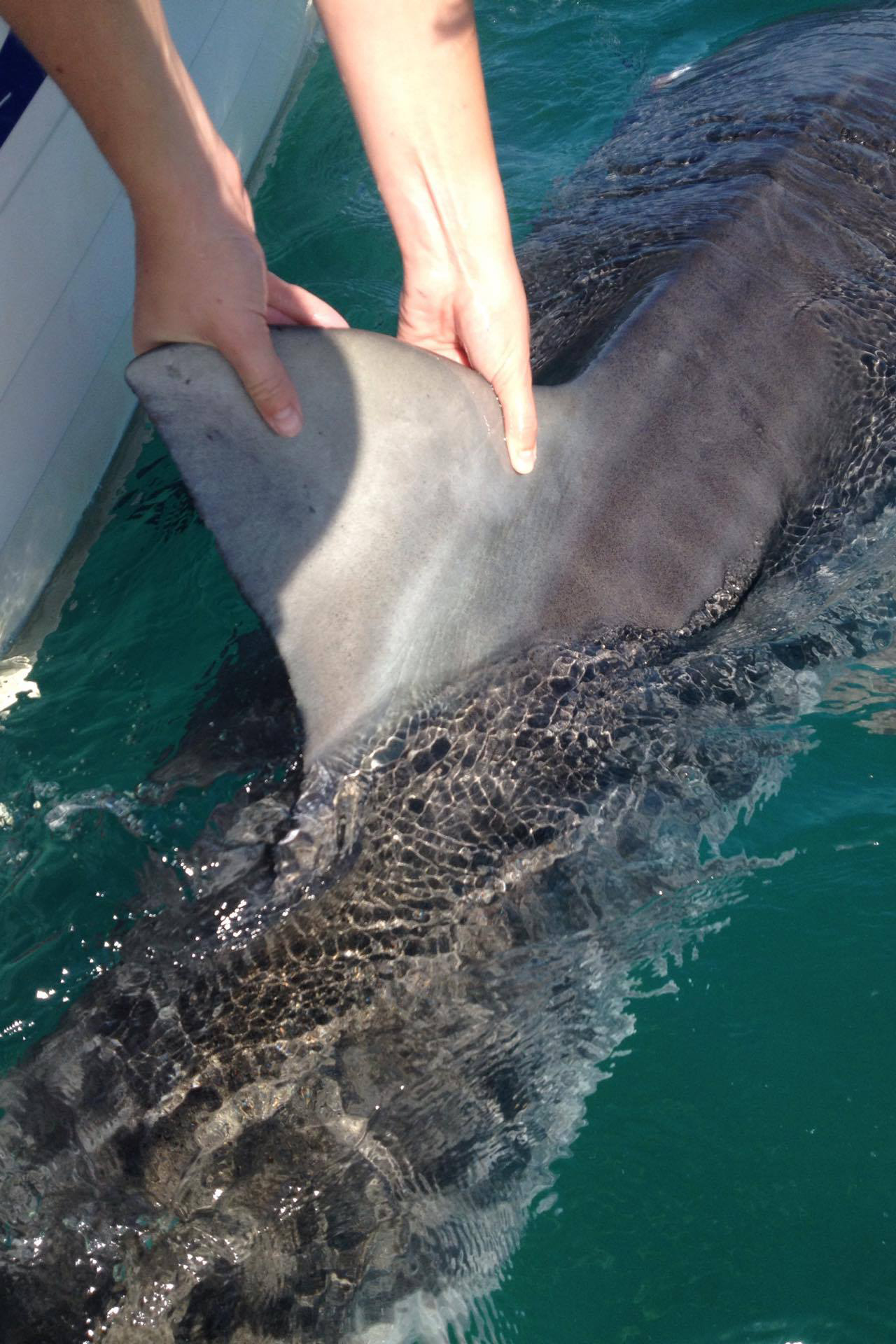 The tiger shark, one of the ocean’s most feared predators, has been revealed as a lazy hunter by scientists studying their behaviour.