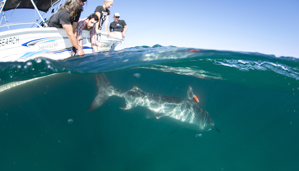 Tiger shark post tagging alex kydd web