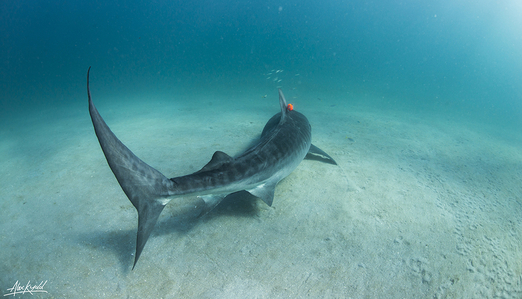 Tiger shark with cam alex kydd web