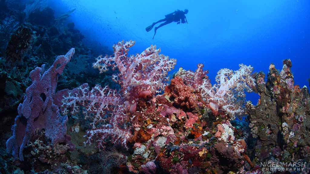 Tulagi corals Diving Tulagi, Solomon Islands - for lovers of WWII wrecks and coral reefs