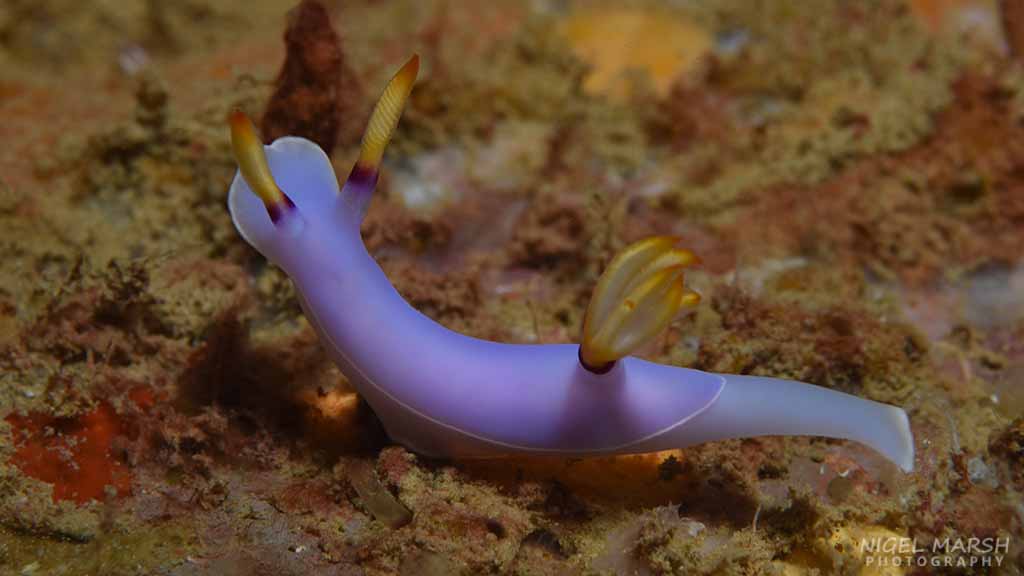 Tulagi nudibranch Diving Tulagi, Solomon Islands - for lovers of WWII wrecks and coral reefs