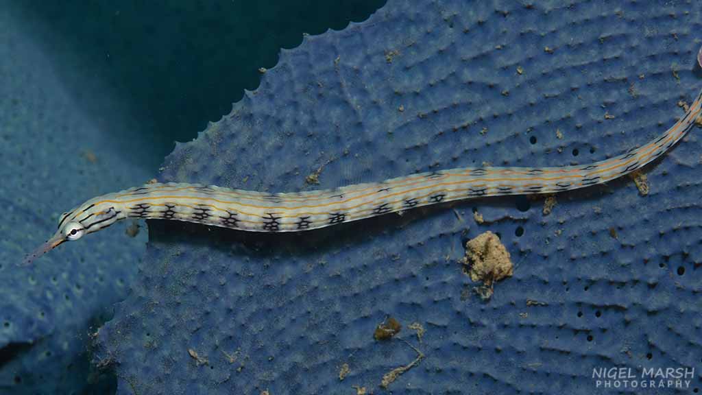 Tulagi pipefish Diving Tulagi, Solomon Islands - for lovers of WWII wrecks and coral reefs