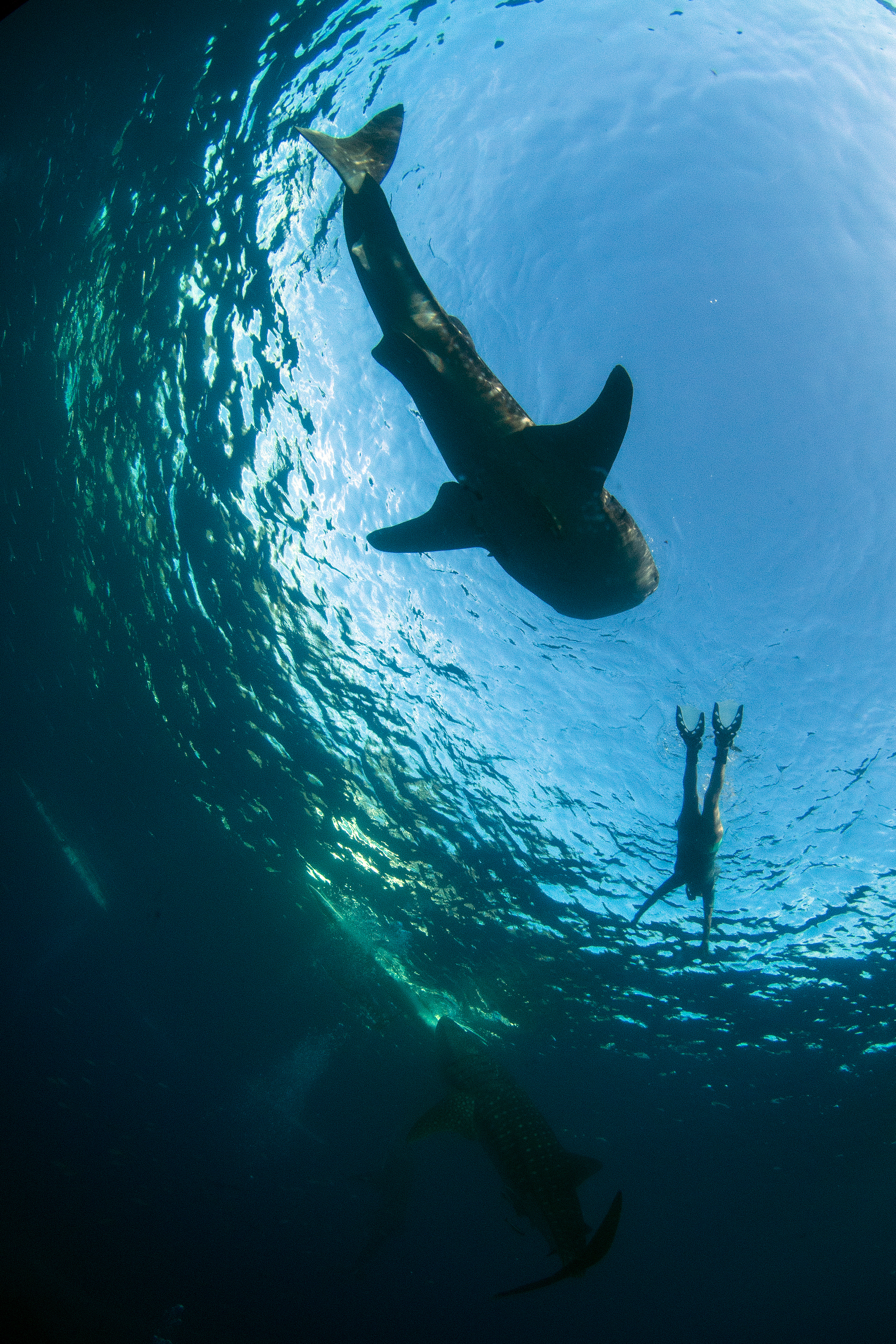 Oslob Whale Sharks: is this an unnatural, harmful experience for the whale sharks and the surrounding marine environment? Or is the opposite true?