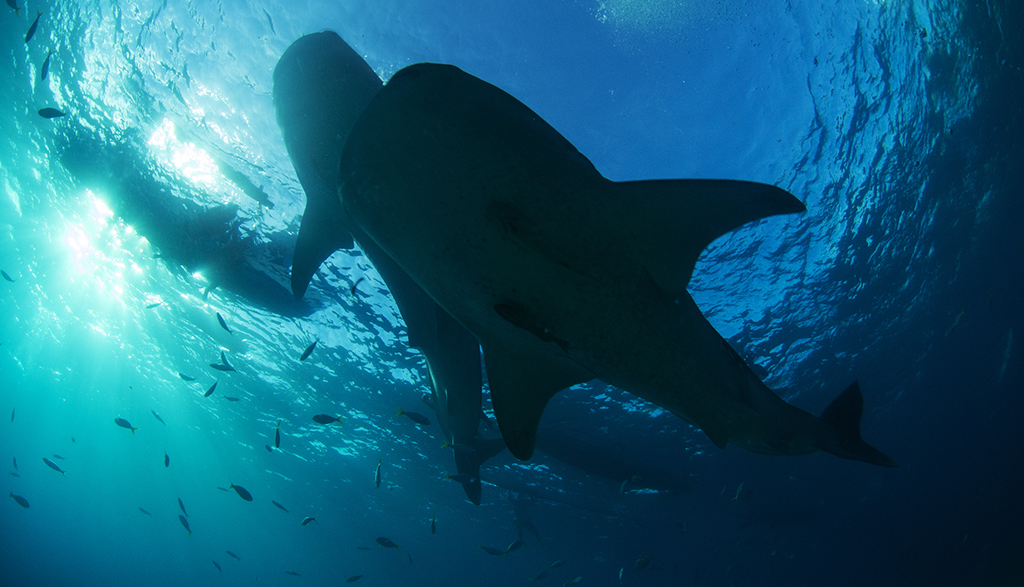 13 oslob whale sharks heather sutton
