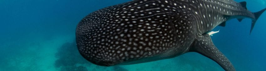 15 oslob whale sharks heather sutton banner