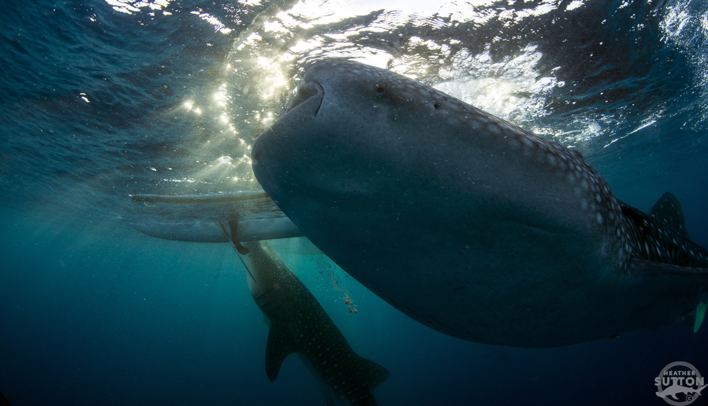 2 oslob whale sharks heather sutton
