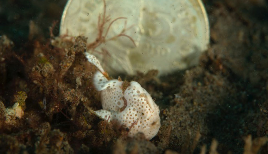 Atmosphere resort dumaguete philippines credit jayne jenkins painted frogfish jj35420