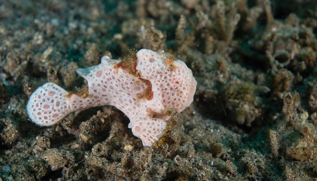 Atmosphere resort dumaguete philippines credit jayne jenkins painted frogfish